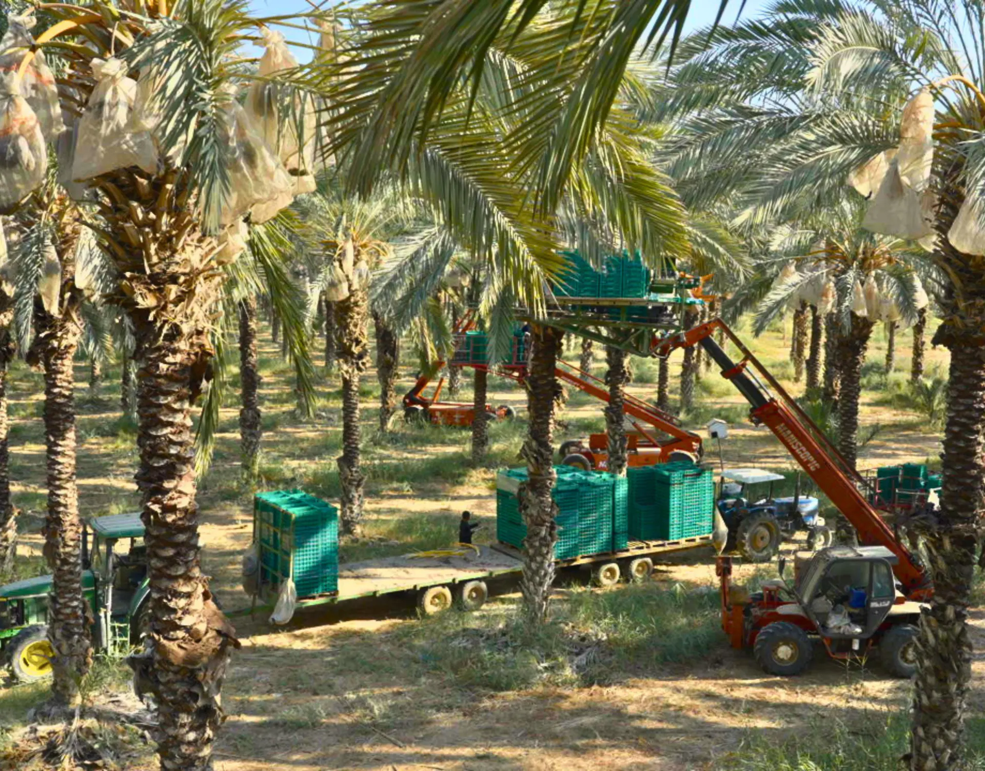 صناديق الحصاد بين النخيل