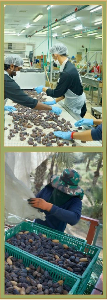 Sorting and packing dates at Aziz Farm