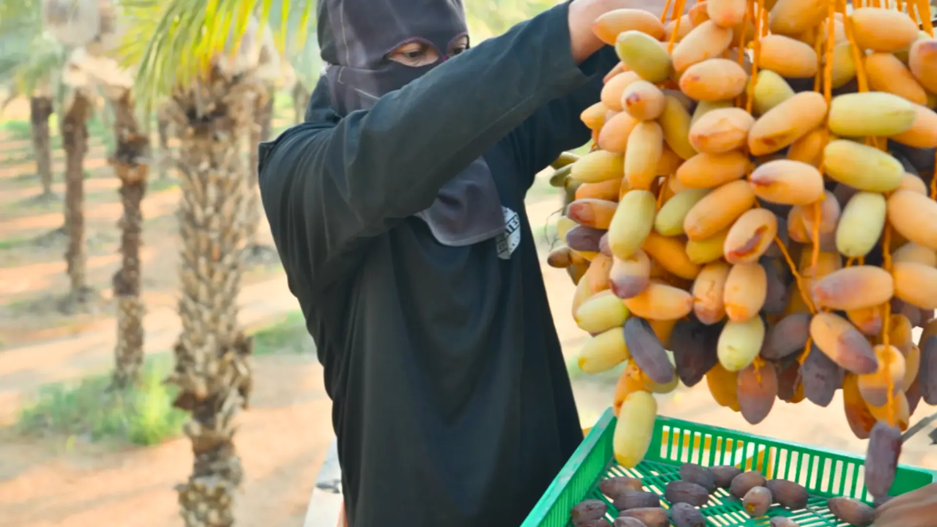 عامل يقطف عناقيد الرطب في مزرعة عزيز