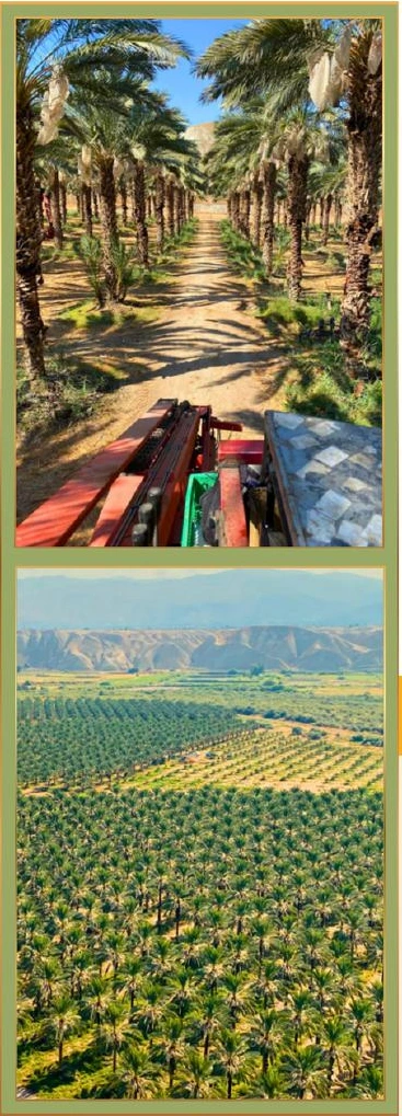 Aziz palm groves