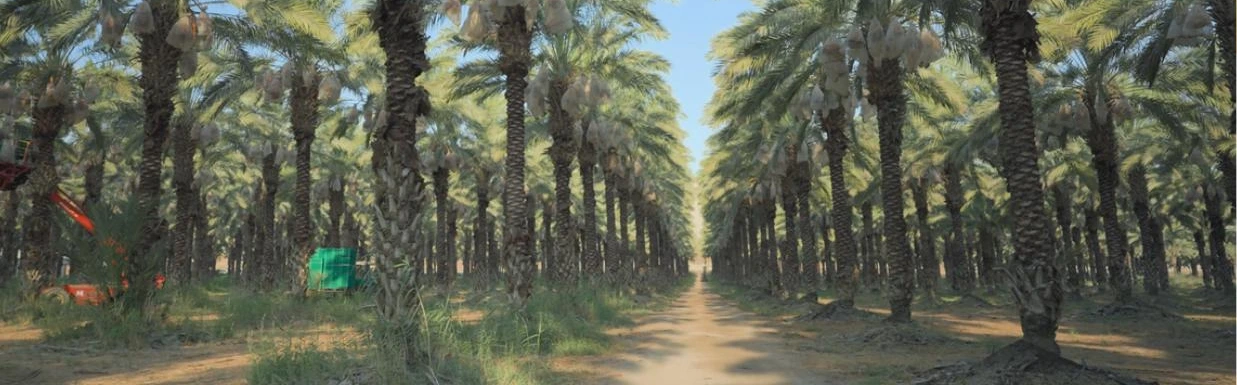 Aziz palm groves
