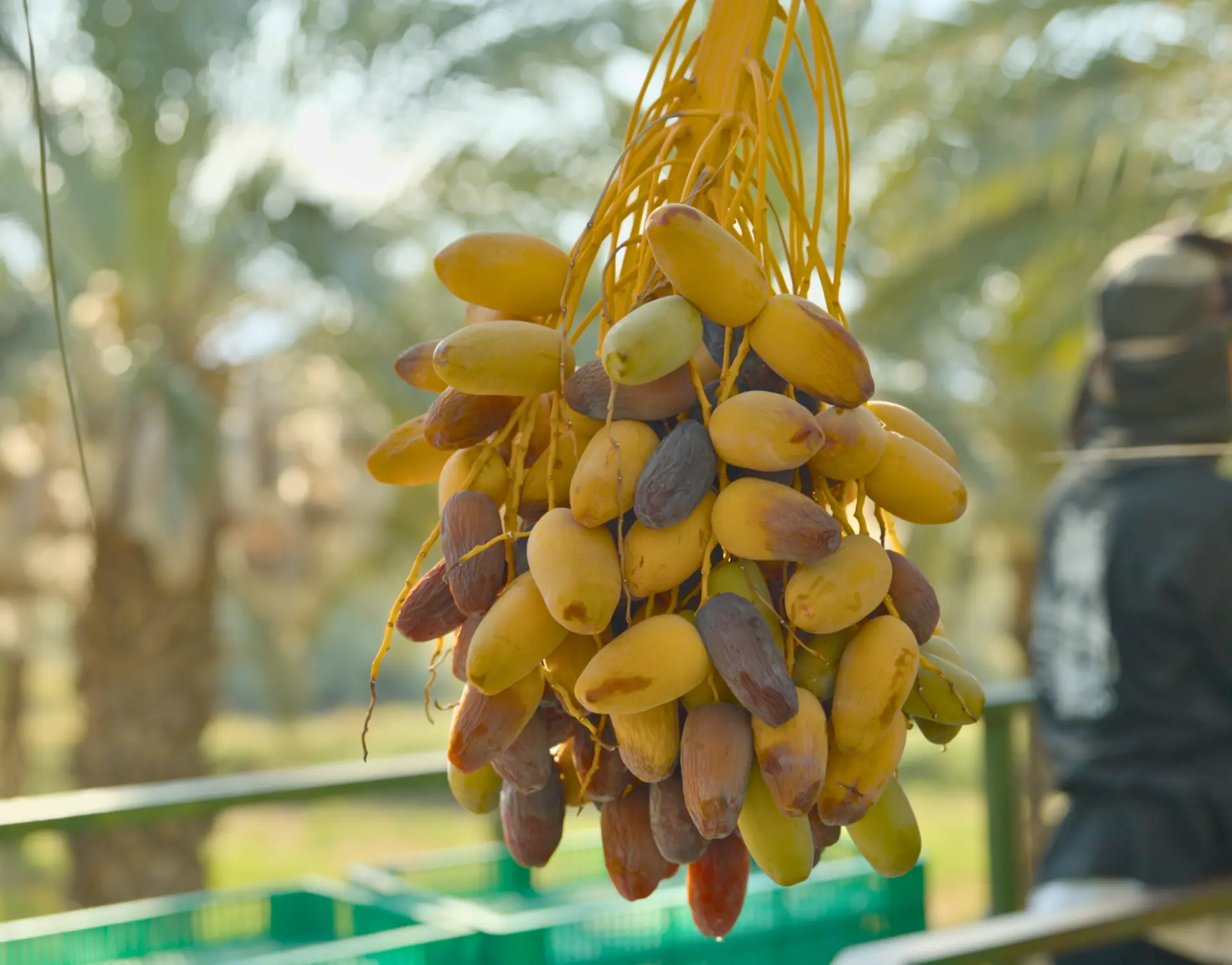 عنقود تمر مجدول في المزرعة